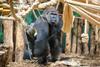 Kiburi in Gorilla Kingdom at London Zoo. Photo: DHL