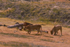 Turkish Cargo has brought the three young lionesses Luca, Charlie, Kai and the young lion Nathan to South Africa, their natural habitat, from Kiev with a connection flight from Istanbul,