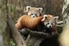 KLM has flown two young red pandas from Edinburgh to Amsterdam as part of a conservation project
