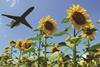 Airplane,Taking,Off,Over,Sunflowers