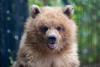 Brown bear cub.  Photo: Jeremy Dwyer-Lindgren/ Woodland Park Zoo