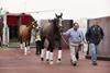 csm_Emirates_horses_Mar_2017_Janah--Arrogate-and-Hoppertunity-arriving-in-Dubai_1024_914d93aaf7