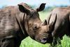 african-rhino-677974-1