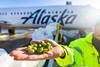 Fresh hops. Photo: Alaska Air Cargo