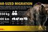 csm_Infographic_DGF_Ussuri_brown_bears_050818__2__1c497f81dd