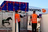 Magma and Intradco Team Up to Transport 34 Endurance Horses (6).jpg Photo Avia Solutions Group