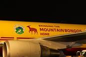 Mountain bongo flight