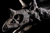 Triceratops skull
