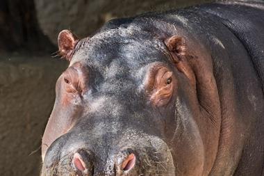 mara-hippo-headshot