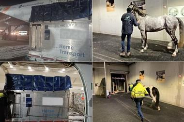 Intradco Global horse transport