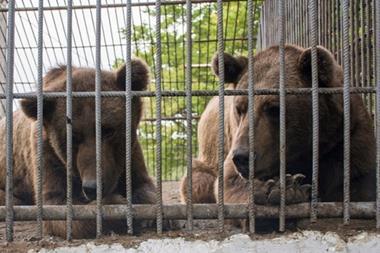 Cargolux_bear_flight_20_5_25_source_Animal_News_Agency