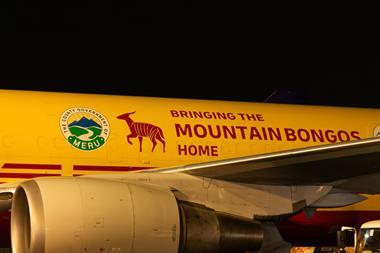 Mountain bongo flight