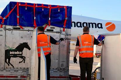 Magma and Intradco Team Up to Transport 34 Endurance Horses (6).jpg Photo Avia Solutions Group