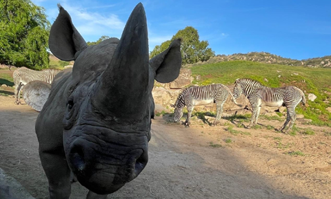 Kendi rhino Photo Pacific Air Cargo