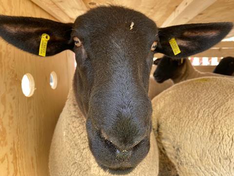 Sheep livestock. Photo: Chapman Freeborn