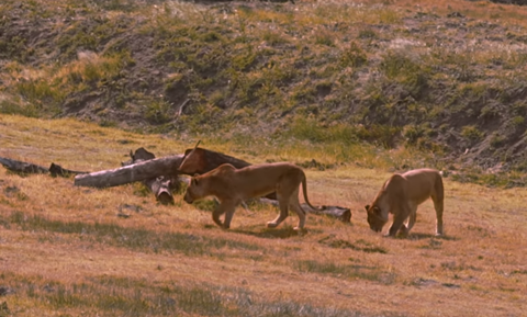 Turkish Cargo has brought the three young lionesses Luca, Charlie, Kai and the young lion Nathan to South Africa, their natural habitat, from Kiev with a connection flight from Istanbul,