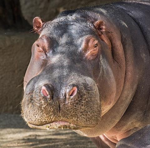 mara-hippo-headshot