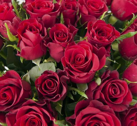 Roses Photo LATAM Cargo