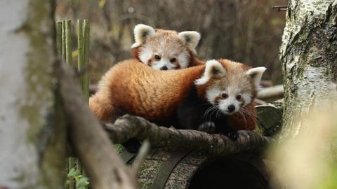 KLM has flown two young red pandas from Edinburgh to Amsterdam as part of a conservation project