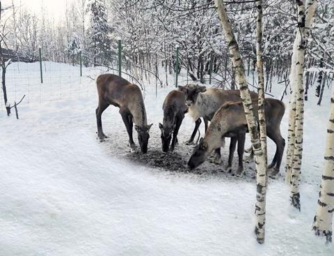AirBridgeCargo Airlines guarantees safe delivery of reindeer for Wuppertal Zoo in Germany