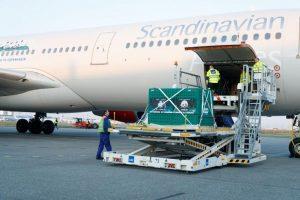 The pandas being loaded on an SAS A340 