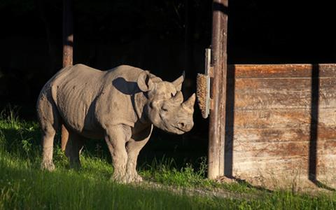 csm Eliska the Rhino 1024 3bd5d8a11d