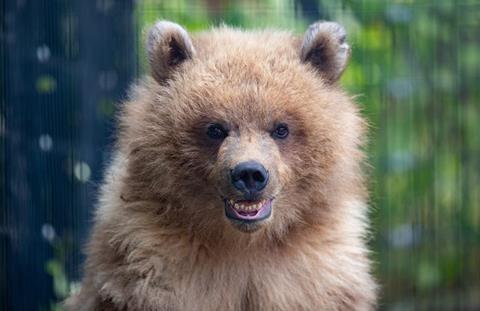 Brown bear cub.  Photo: Jeremy Dwyer-Lindgren/ Woodland Park Zoo