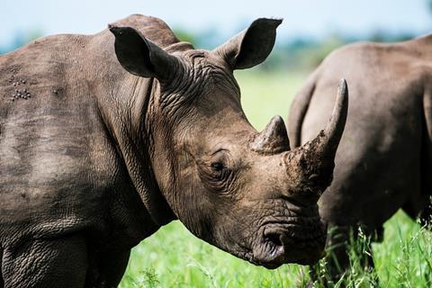 african-rhino-677974-1