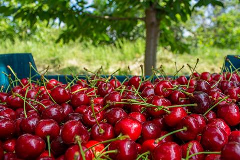 Cherries Emre Akkoyun shutterstock 2181709851