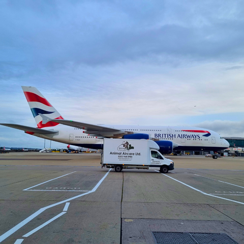 IAG Cargo partners with Animal Aircare on Heathrow animal exports