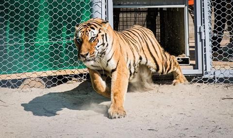 Tiger-I.jpg-Photo-Lufthansa-Cargo