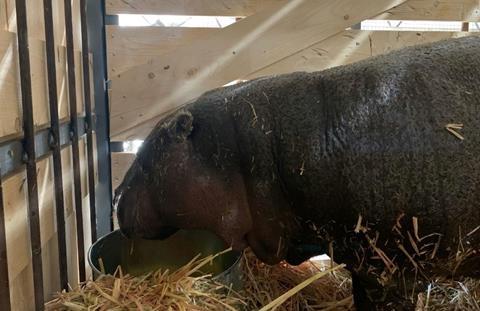 Last year Lufthansa Cargo transported two pygmy hippos from Madrid, Spain to Frankfurt and then to Mumbai, India